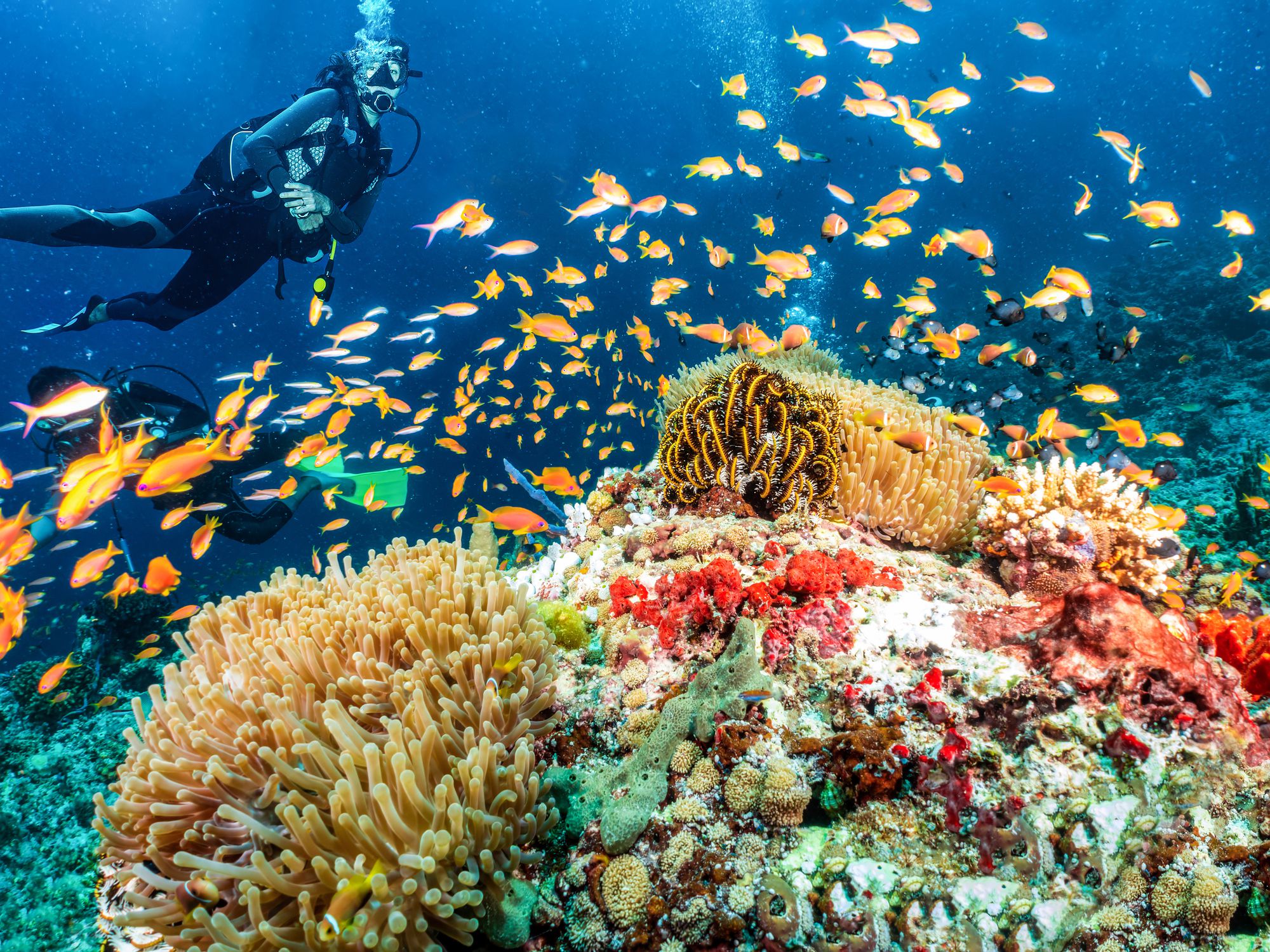 10 Best Dive Spots in the World